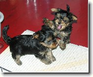 Chinese Crested Dog