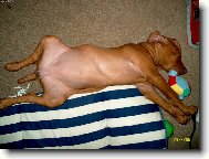 Rövidszörü Magyar Vizsla, Hungarian Short-haired Pointing Dog