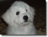 Bichon á poil frisé, Bichon Frise
