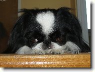 Chin, Japanese Chin