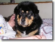 Tibetan Mastiff