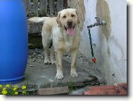 Labrador Retriever