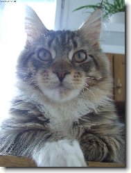 Maine Coon