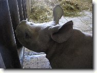 nosoro slena ze zoo DKnL