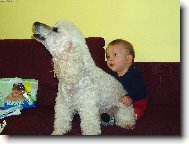 Poodle, Caniche