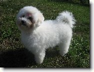 Bichon á poil frisé, Bichon Frise