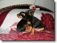 Zwergpinscher