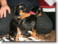 Zwergpinscher