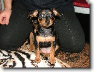 Zwergpinscher
