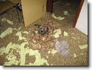 Border Terrier