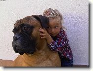 Bullmastiff