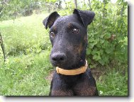 Deutscher Jagdterrier