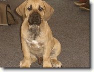 Fila Brasileiro