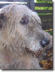 Irish wolfhound \(Dog standard\)