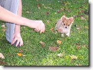 Chihuahua
