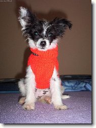 Chinese Crested Dog