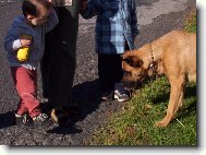 Rhodesian Ridgeback