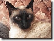 Siamese cat