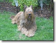 Briard