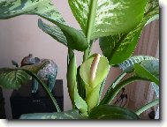 Dieffenbachia amoena