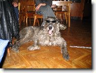 Irish wolfhound \(Dog standard\)