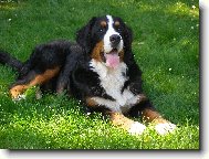 Berner Sennenhund