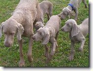 Weimaraner, Weimaraner Vorsterhund