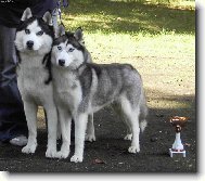 Siberian Husky