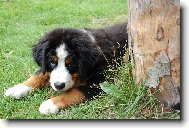 Berner Sennenhund