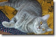 British shorthairs cat