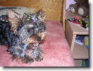 Jorkšírský terier, Yorkshire Terrier,