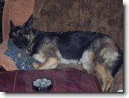 German Shepherd Dog