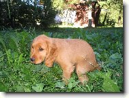 English Cocker Spaniel