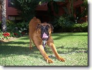 Deutscher Boxer