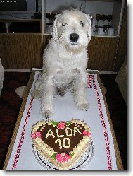 Zwergschnauzer, Miniature Schnauzer