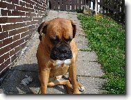 Deutscher Boxer