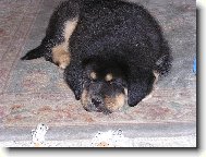 Tibetan Mastiff