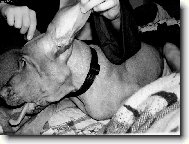 Rövidszörü Magyar Vizsla, Hungarian Short-haired Pointing Dog