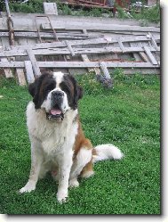 Saint Bernard