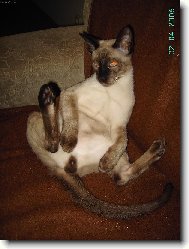 Siamese cat