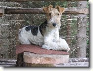 Fox terrier wire \\\\\(Dog standard\\\\\)