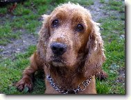 English Cocker Spaniel