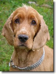 English Cocker Spaniel