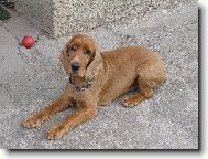 English Cocker Spaniel