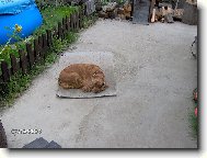 English Cocker Spaniel