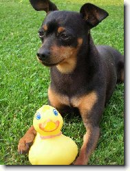 PRAGUE RATTER