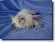 British shorthairs cat