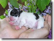 Chin, Japanese Chin