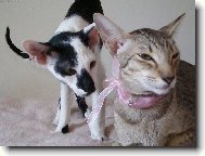 Oriental Shorthair \(Cat\)