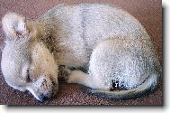 Chihuahua